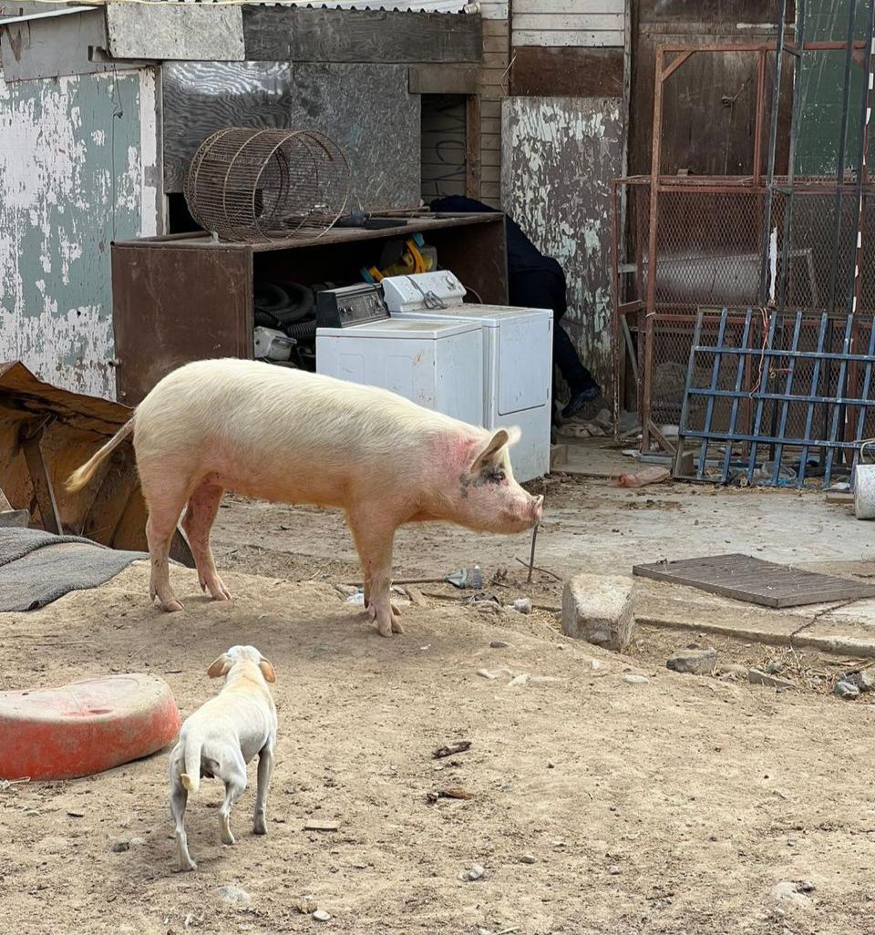 WhatsApp Image 2023-06-03 at 17.54.40 (1)